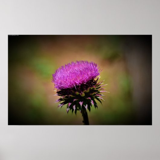 Thistle Poster (Voorkant)