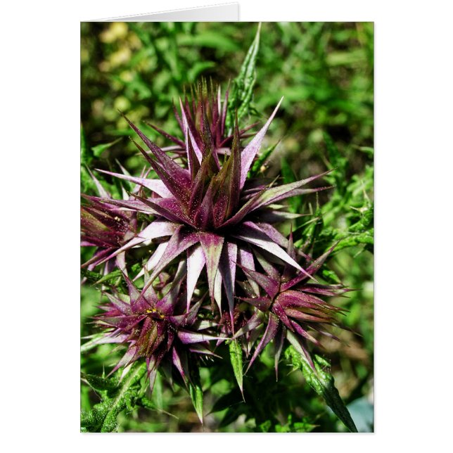 Thistle Sharp Flower Kaart (Voorkant)