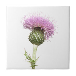 Thistle Tegeltje