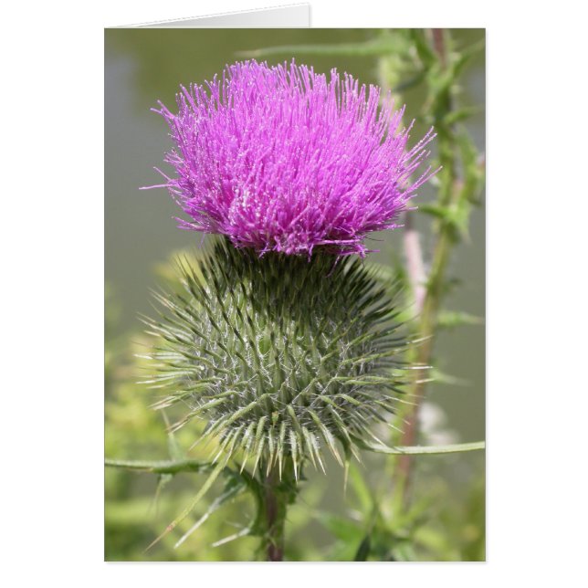 Thistles (Voorkant)