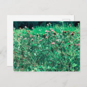 Thistles Briefkaart (Voorkant / Achterkant)