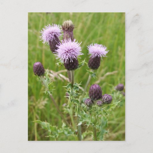Thistles Briefkaart (Voorkant)