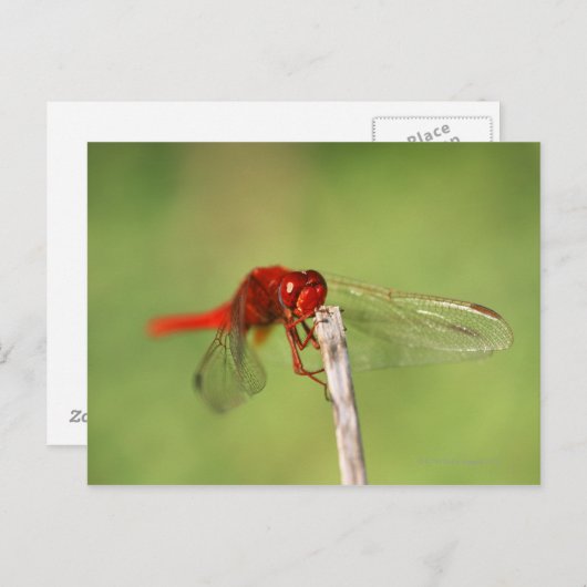 Thomas Baines Natuur Reserve, oostelijk Kaapje Briefkaart (Voorkant / Achterkant)