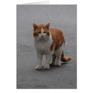 Thomas Ginger Et Chat Blanc