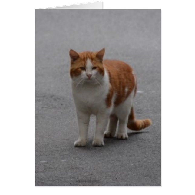 Thomas Ginger Et Chat Blanc (Devant)