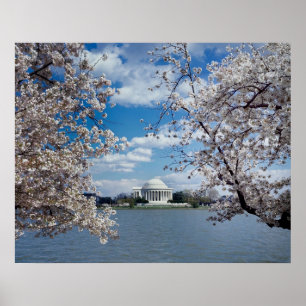 Thomas Jefferson Memorial met Cherry Blossom Poster