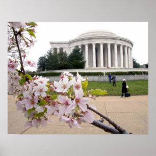 Thomas Jefferson Memorial met kersenbloesem Poster