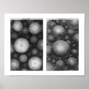 Thomas Wright's universum Poster