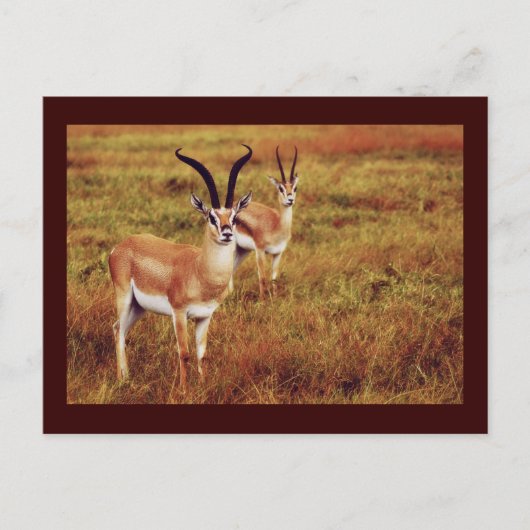 Thompsons Gazelle safari briefkaarten (Voorkant)