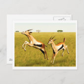 Thomson's Gazelle Briefkaart (Voorkant / Achterkant)