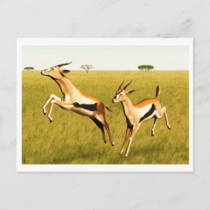 Thomson's Gazelle Briefkaart