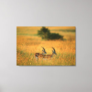 Thomsons gazelle (Gazella thomsoni) bij het aanbre Canvas Afdruk