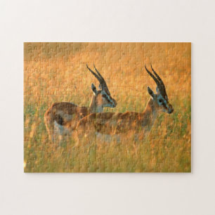 Thomson's Gazelle (Gazella Thomsonii) bij dageraad Legpuzzel