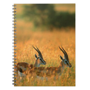 Thomsons gazelle (Gazella Thomsonii) bij dageraad Notitieboek