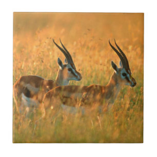 Thomsons gazelle (Gazella Thomsonii) bij het ochte Tegeltje