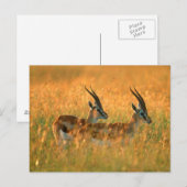 Thomson's Gazelle (Gazella Thomsonii) Briefkaart (Voorkant / Achterkant)