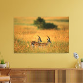 Thomson's Gazelle (Gazella Thomsonii) Canvas Afdruk (Insitu (Woonkamer))