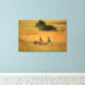Thomson's Gazelle (Gazella Thomsonii) Canvas Afdruk (Insitu (Houten vloer))