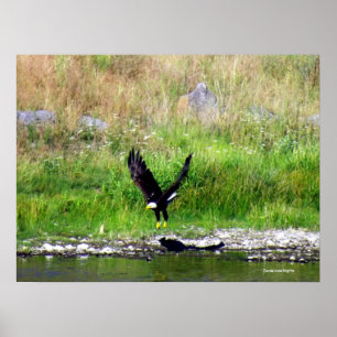 Thoping Eagle Poster