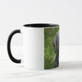 Thor Mastiff Mug (Gauche)