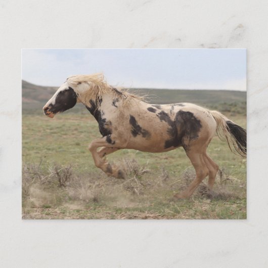 Thor McCullough Peaks Briefkaart (Voorkant)