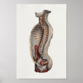 Thoracic Cavity Aorta Spine  Anatomie Print (Voorkant)
