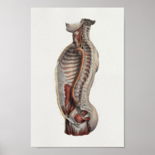 Thoracic Cavity Aorta Spine Anatomie Print
