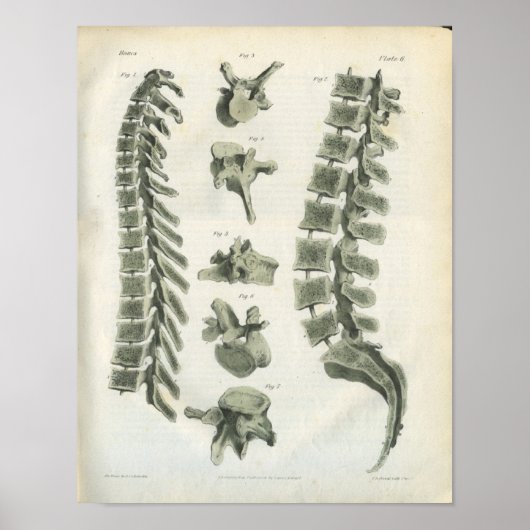 Thoracic en Lumbar Vertebrae Chiropractic Poster (Voorkant)