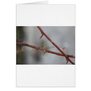 Thorns
