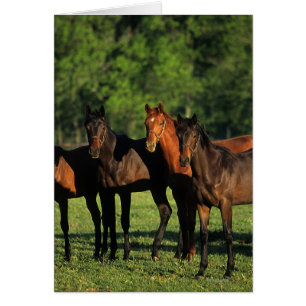 Thoroughbred