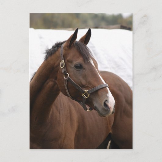 Thoroughbred briefkaart (Voorkant)