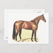 Thoroughbred Briefkaart (Voorkant / Achterkant)