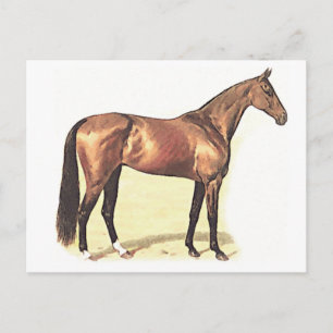 Thoroughbred Briefkaart