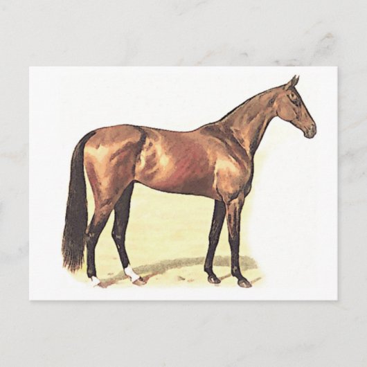 Thoroughbred Briefkaart (Voorkant)