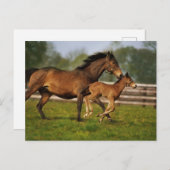 Thoroughbred Chestnut Mare & Foal Briefkaart (Voorkant / Achterkant)