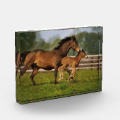 Thoroughbred Chestnut Mare & Foal Fotoblokken (Links)