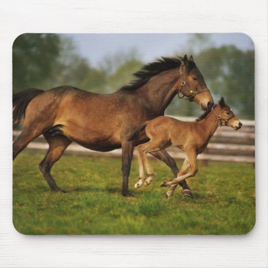 Thoroughbred Chestnut Mare & Foal Muismat (Voorkant)