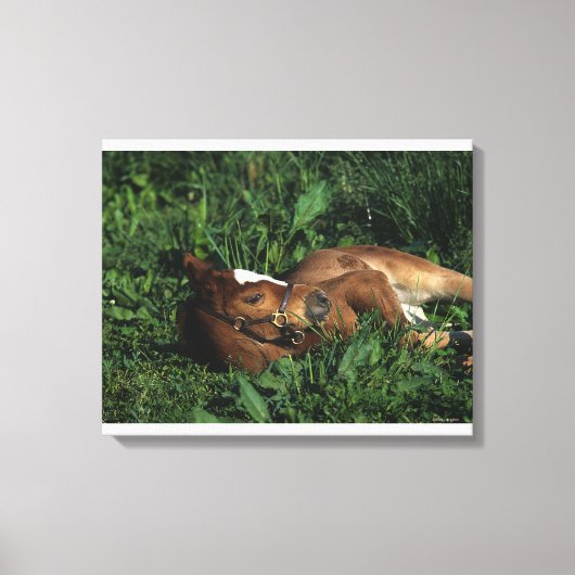 Thoroughbred Foal Lying Down Canvas Afdruk (Voorkant)