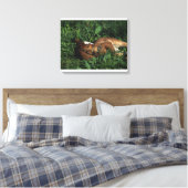Thoroughbred Foal Lying Down Canvas Afdruk (Insitu (Slaapkamer))