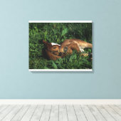 Thoroughbred Foal Lying Down Canvas Afdruk (Insitu (Houten vloer))