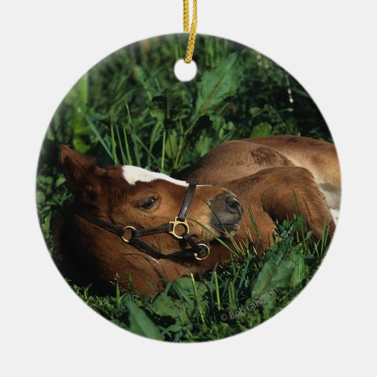 Thoroughbred Foal Lying Down Keramisch Ornament (Voorkant)