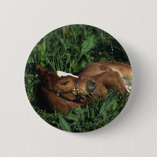 Thoroughbred Foal Lying Down Ronde Button 5,7 Cm (Voorkant)