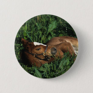 Thoroughbred Foal Lying Down Ronde Button 5,7 Cm