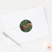 Thoroughbred Foal Lying Down Ronde Sticker (Envelop)