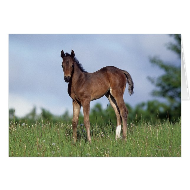Thoroughbred Foal Standing in the Grass (Voorkant Horizontaal)