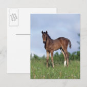 Thoroughbred Foal Standing in the Grass Briefkaart (Voorkant / Achterkant)