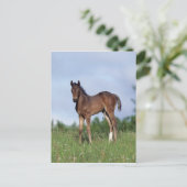 Thoroughbred Foal Standing in the Grass Briefkaart (Staand voorkant)