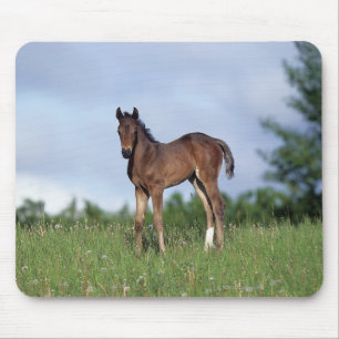 Thoroughbred Foal Standing in the Grass Muismat