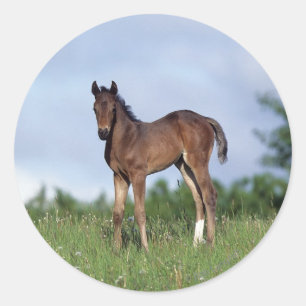 Thoroughbred Foal Standing in the Grass Ronde Sticker