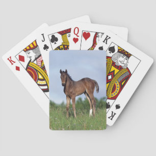 Thoroughbred Foal Standing in the Grass Speelkaarten